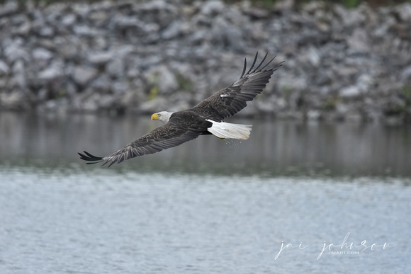 Bald Eagle In Flight - Jackson TN