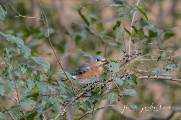 Female Eastern Bluebird Eating Berry