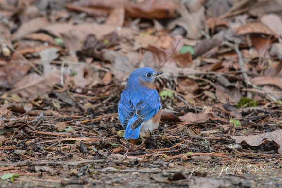 Male Eastern Bluebird On Ground