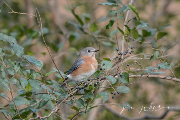 Male Eastern Bluebird In Berry Bush