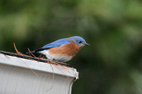 Male Eastern Bluebird On Roof
