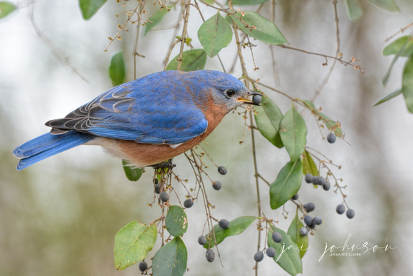 Bluebird In The Berry Bush