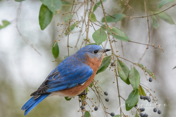 Bluebird In The Berry Bush