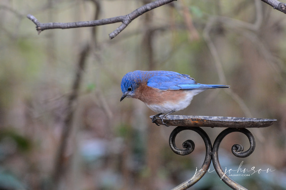 Bluebird Perched On Antique Candle Holder