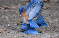 Male Bluebirds Fighting On Ground