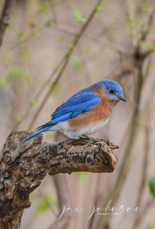 Bluebird On A Tree Stump