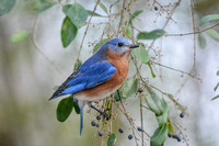 Bluebird In Berry Bush