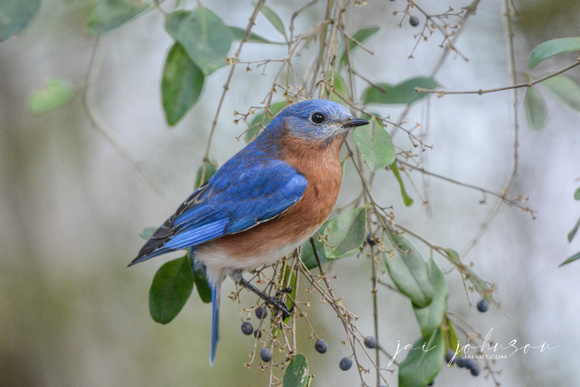 Bluebird In Berry Bush
