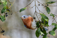 Bluebird Hanging On Berry Branch