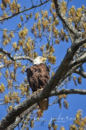 Bald Eagle Perched In Tree In Spring