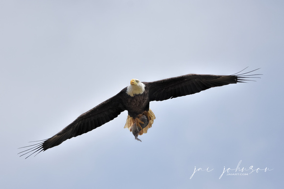 Bald Eagle Bringing Fish To Nest