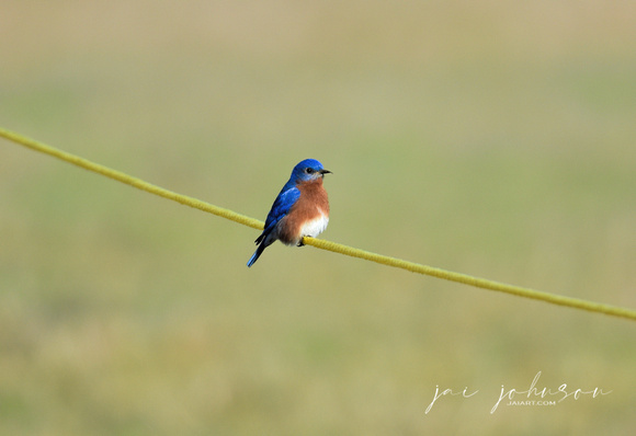 Male Eastern Bluebird Perched On Yellow Rope