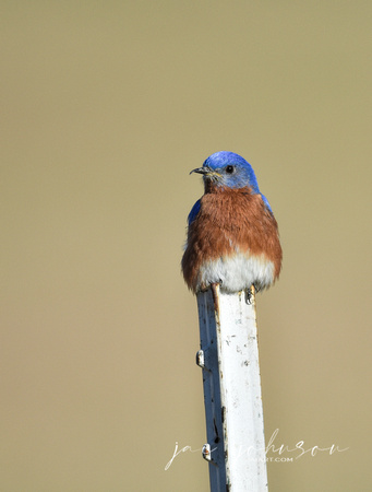 Male Eastern Bluebird Perched On Metal Post