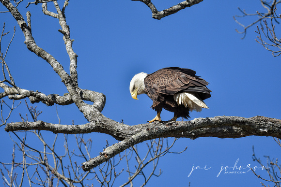 Julia - Bald Eagle in Shiloh TN