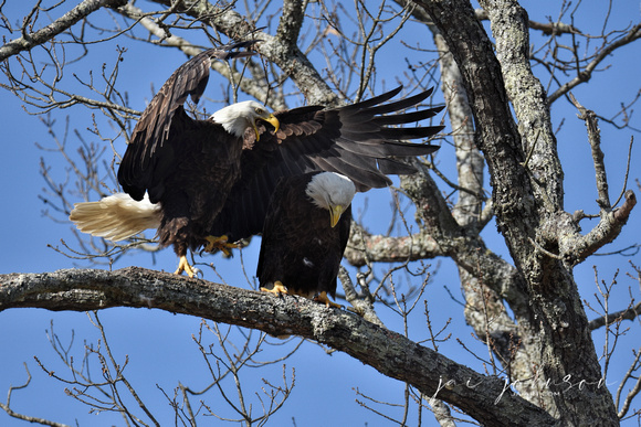 Bald Eagles Preparing To Mate - Shiloh TN
