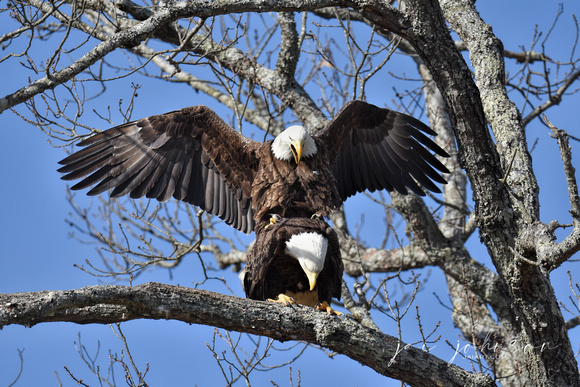 Pair of Bald Eagles Mating - Shiloh TN