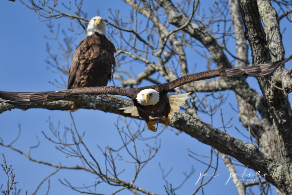 Female Bald Eagle Flying Back To Nest - Shiloh TN