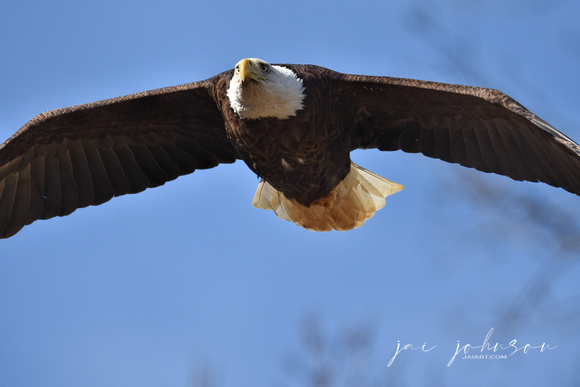 Female Bald Eagle - Shiloh TN