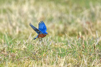 Male Eastern Bluebird In Flight