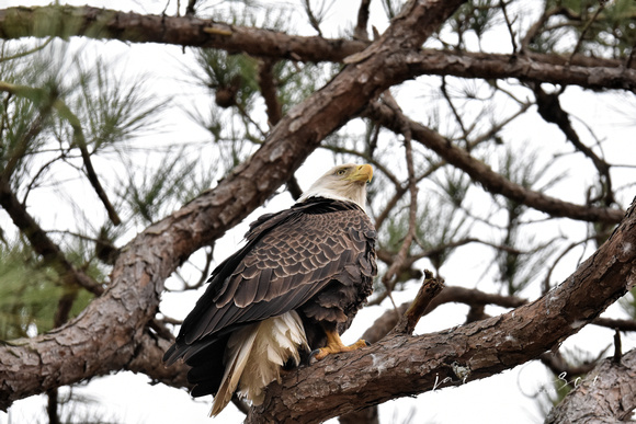 Julia - Female Bald Eagle - Shiloh TN