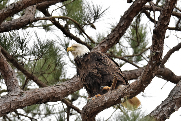 Julia - Female Bald Eagle - Shiloh TN