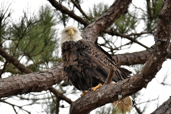 Female Bald Eagle - Shiloh TN