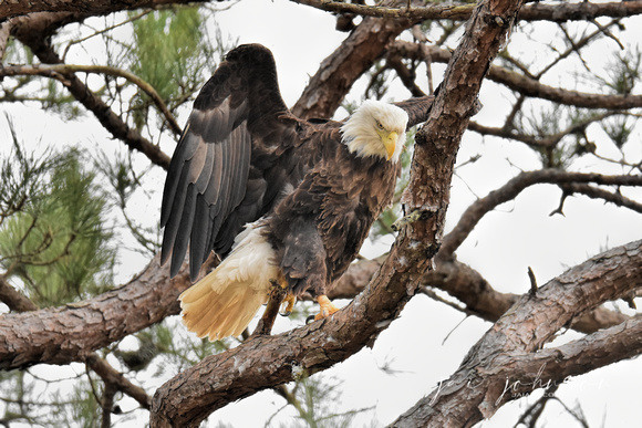 Bald Eagle On Branch - Shiloh TN