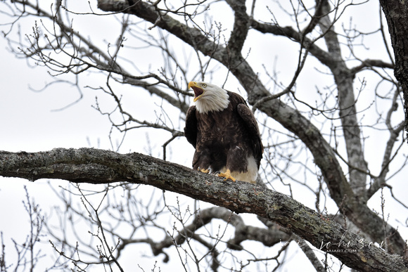 Bald Eagle Screaming - Shiloh TN