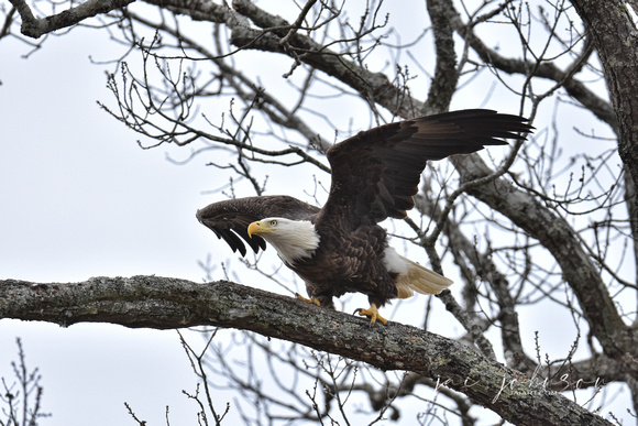 Bald Eagle Taking Off - Shiloh TN