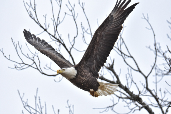 Hiram - Male Bald Eagle - Shiloh TN