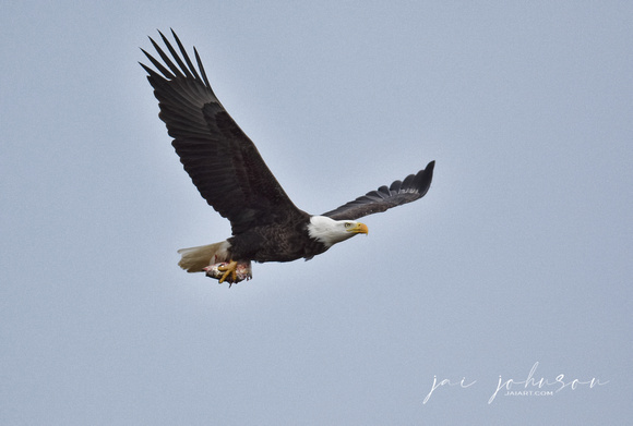 Bald Eagle Bringing in Fish - Shiloh TN