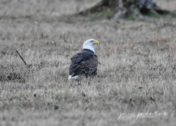 Female Bald Eagle on Ground - Shiloh TN