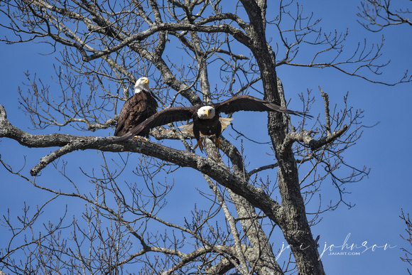 Female Bald Eagle Returning To Nest - Shiloh TN