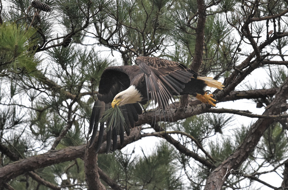 Bald Eagle Carrying Pine Needles to Nest - Shiloh TN