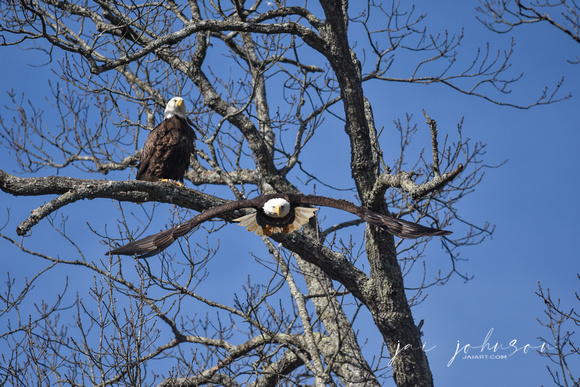 Bald Eagle Pair - Shiloh TN