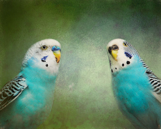The Budgie Collection - Budgie Pair - Parakeets
