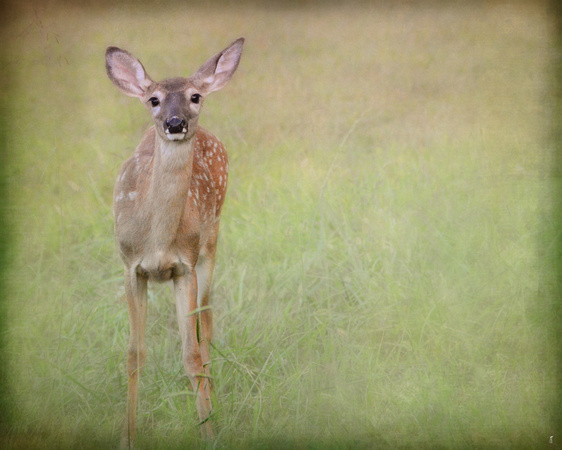 Listening Ears - Deer - Fawn