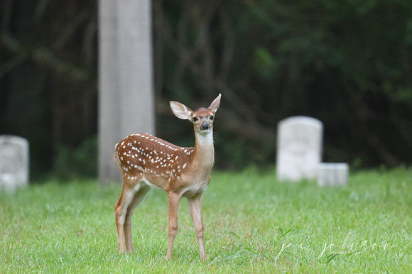 Whitetail Deer FAWN in The Cemetery At Shiloh National Military Park in Tennessee
