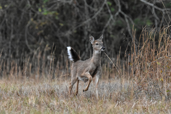 Whitetail Deer - Fawn