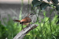 House Wren Perched On Wood