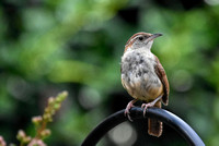 Perched House Wren in Summer