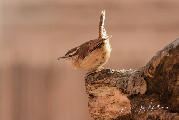 Wren Perched on Wood