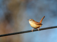 Wren Chattering On A Wire 122320169937