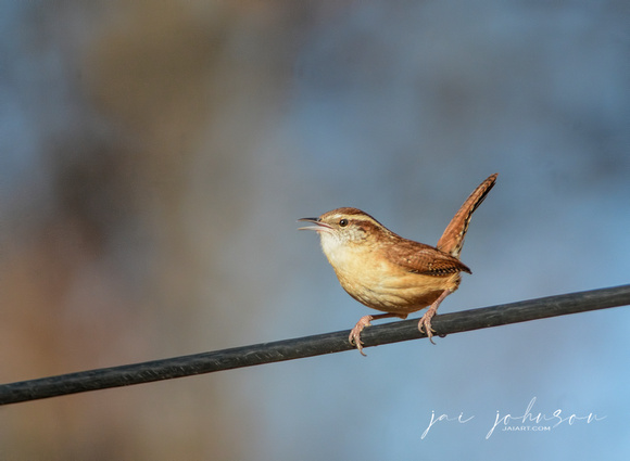 Wren Chattering On A Wire 122320169937