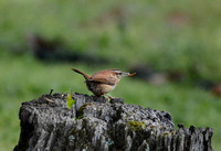 Wren With Dried Mealworm 051620152750