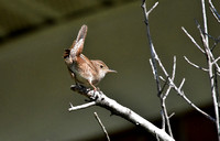 House Wren Tail Up On Branch