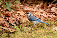 BIRDS - BLUE JAY