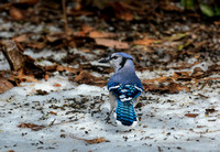 Blue Jay In The Snow 714104252015