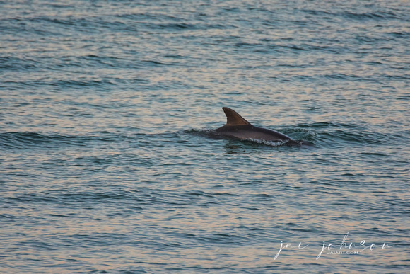 Dolphin At Sunrise Cape San Blas Florida 041720173282