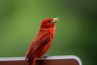 Singing Summer Tanager Shiloh Tennessee 052120152646